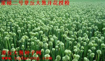 供應(yīng)-山東大蔥籽-*品牌“家祿牌”-章丘大蔥種 大蔥種子 高新品種