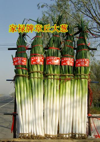 山東大蔥種-新品種-章丘大蔥種子圖片