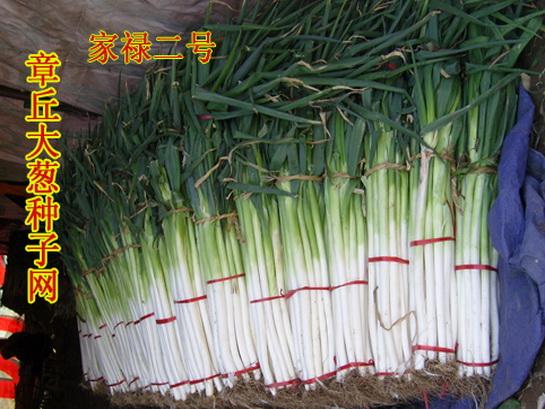 供應(yīng)禮品盒裝*章丘大蔥 章丘大蔥種子網(wǎng) 章丘赭山大蔥協(xié)會 特產(chǎn)