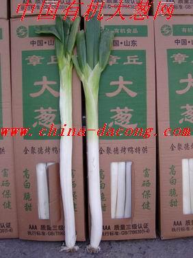 山東大蔥種-全國(guó)第一-高產(chǎn)新品種圖片