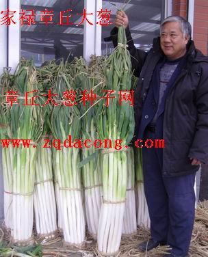 山東大蔥圖片/山東大蔥樣板圖 (4)