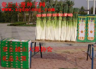 大蔥種植技術(shù)-大蔥價格-大蔥種圖片