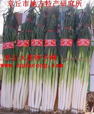 供應(yīng)禮品盒裝*章丘大蔥 章丘大蔥種子網(wǎng) 章丘赭山大蔥協(xié)會 特產(chǎn)