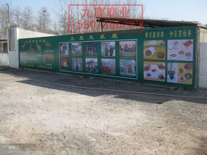 梅花鹿茸圖片/梅花鹿茸樣板圖 (3)