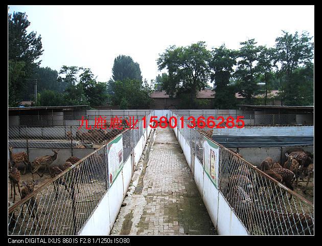 梅花鹿價格2012梅花鹿價格圖片