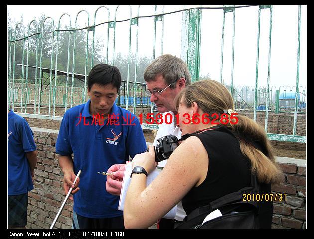 梅花鹿在哪梅花鹿在哪圖片