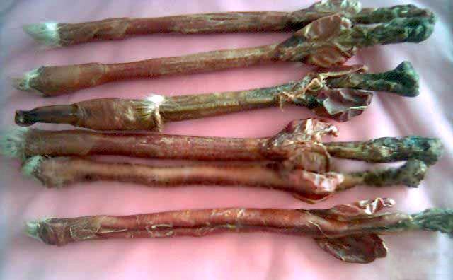 供應(yīng)鹿茸鹿鞭泡酒鹿鞭功效*鹿鞭