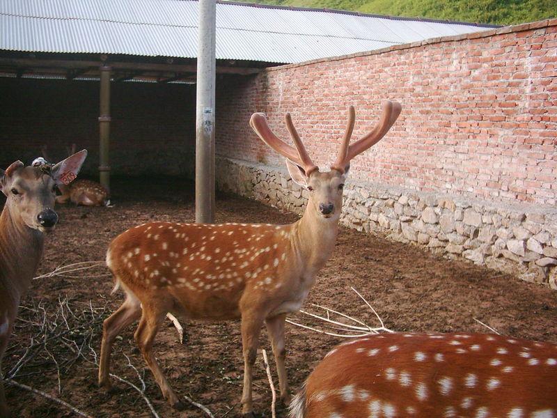 鹿血鹿血的作用鹿血的營養(yǎng)價值圖片