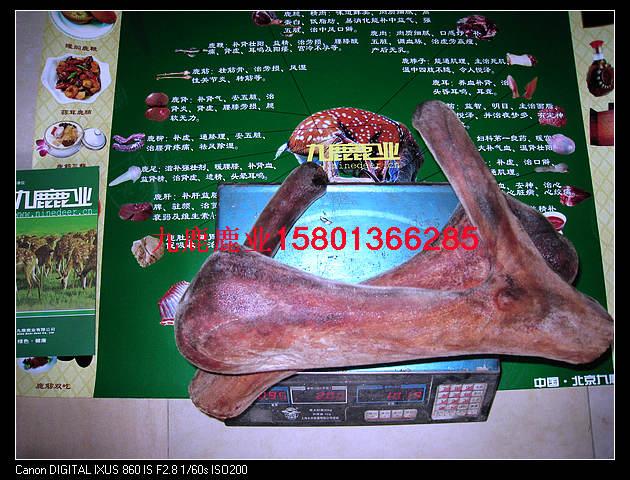 北京梅花鹿廠家圖片