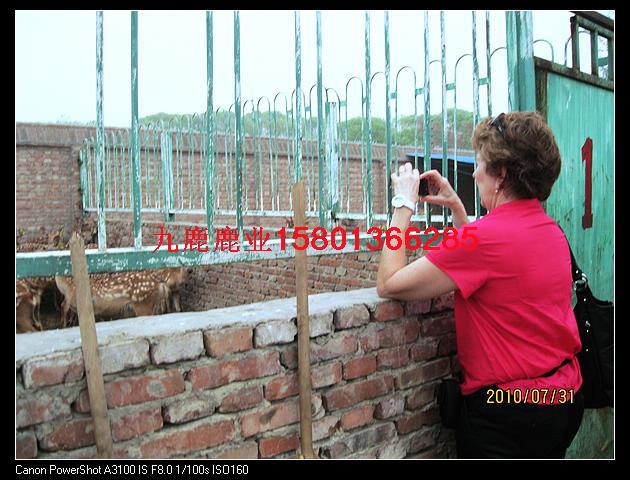 北京九鹿鹿業(yè)梅花鹿養(yǎng)殖北京圖片