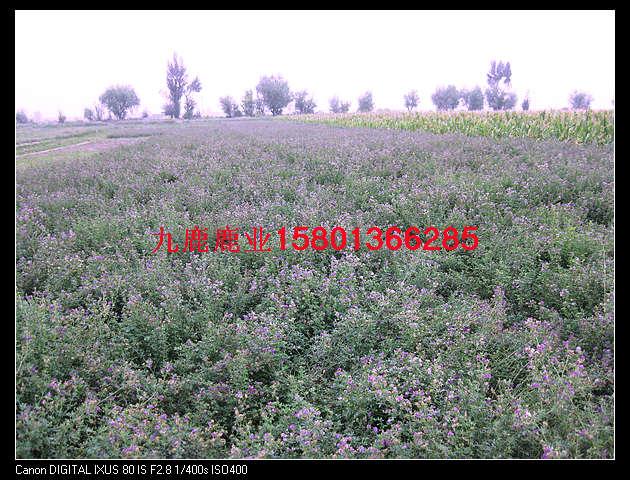 供應(yīng)鹿*的藥用價(jià)值鹿*的藥用價(jià)值