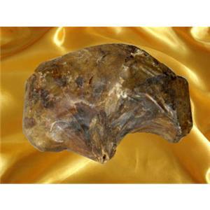 九鹿出售鮮鹿胎圖片