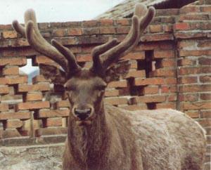 供應(yīng)*官方網(wǎng)站真的*