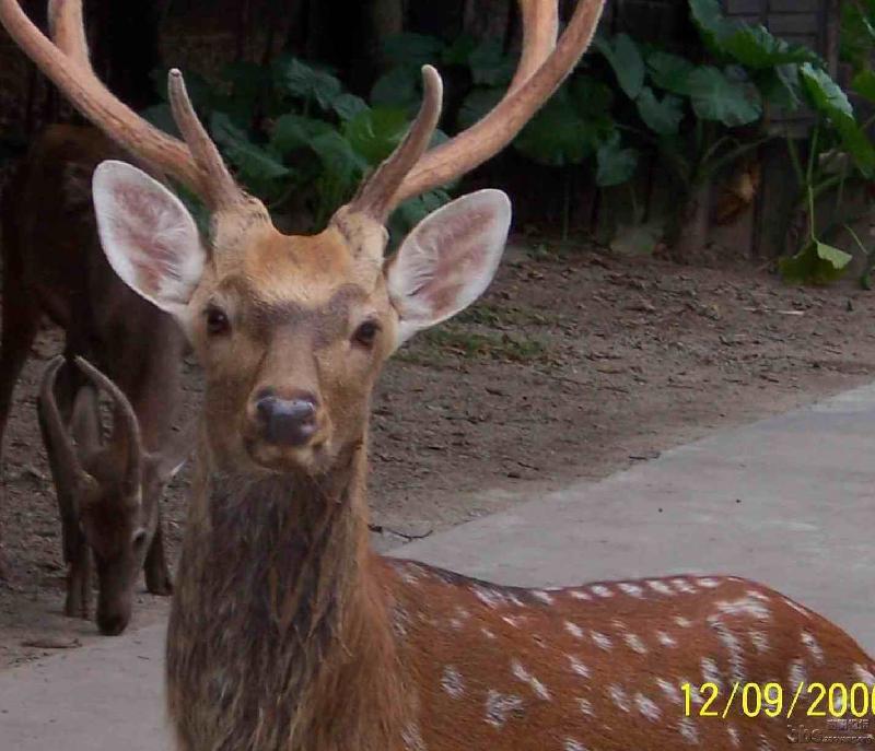 供應(yīng)鹿心作用