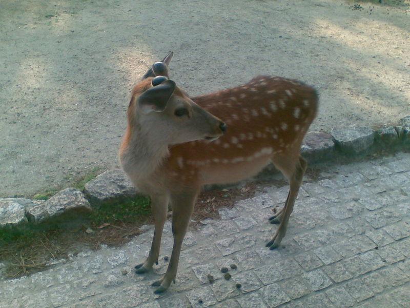 三七鹿心做法圖片