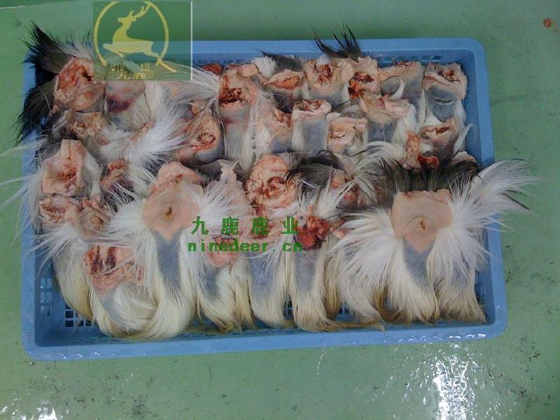 供應(yīng)鹿肉價(jià)格鹿肉的營(yíng)養(yǎng)價(jià)值，2011年梅花鹿肉價(jià)格，鹿肉價(jià)格