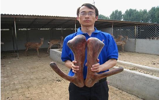 供應(yīng)鹿產(chǎn)品加工鹿產(chǎn)品代理