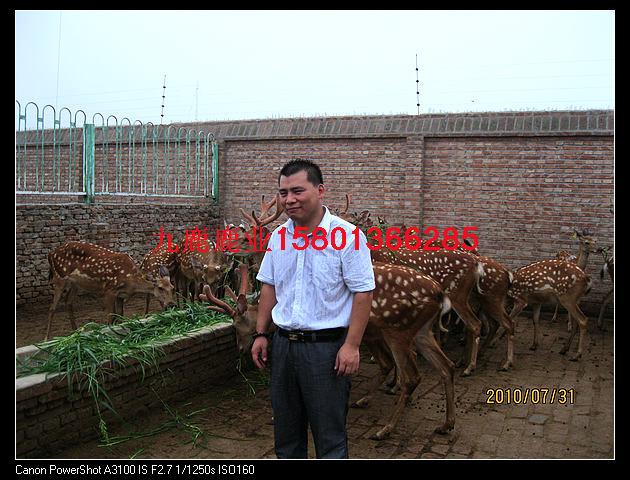 梅花鹿養(yǎng)殖圖片/梅花鹿養(yǎng)殖樣板圖 (4)