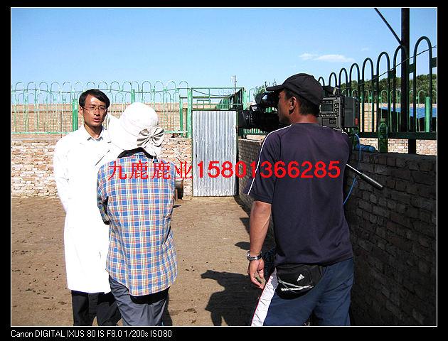 供應(yīng)2011梅花鹿價(jià)格花鹿價(jià)格 2011年的梅花鹿價(jià)格梅花鹿