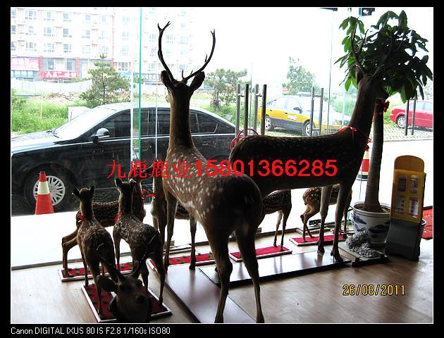 深圳梅花鹿鹿肉出售圖片