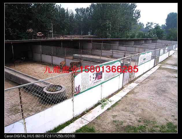 供應(yīng)鹿*的吃法鹿*的作用北京九鹿鹿業(yè)出售*