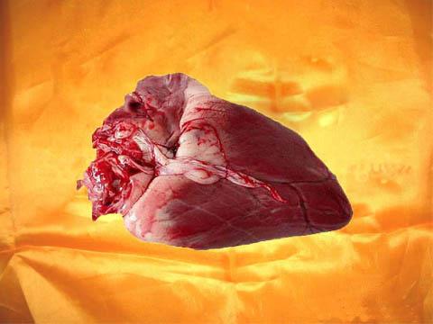 豆豉燉鹿心做法圖片