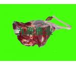 九鹿出售鮮鹿腿圖片