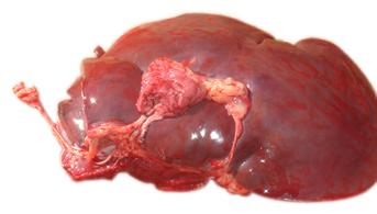 供應(yīng)鹿肉療效鹿肉服用鹿肉