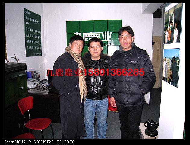 供應鹿業(yè)北京九鹿鹿業(yè)出售梅花鹿梅花鹿技術鹿心鹿鞭