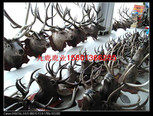 供應(yīng)鹿鞭的功效與作用及食用方法鹿鞭