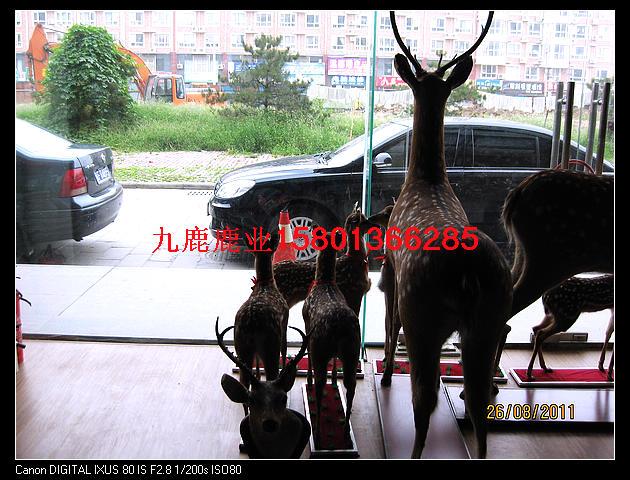 供應(yīng)梅花鹿肉價(jià)格，與鹿肉相克的食物，吃鹿肉的禁忌，腌制鹿肉