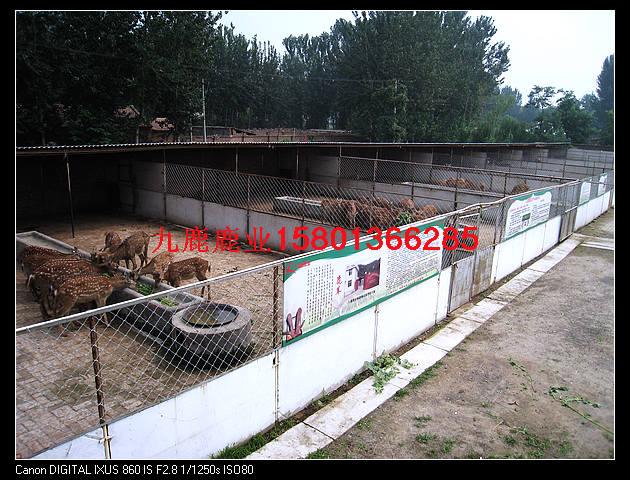 供應(yīng)鹿*的吃法鹿*的作用北京九鹿鹿業(yè)出售*