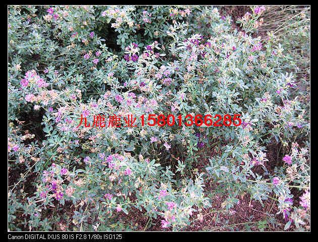 供應(yīng)鹿*的藥用價(jià)值鹿*的藥用價(jià)值