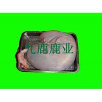 九鹿出售鹿血胎圖片