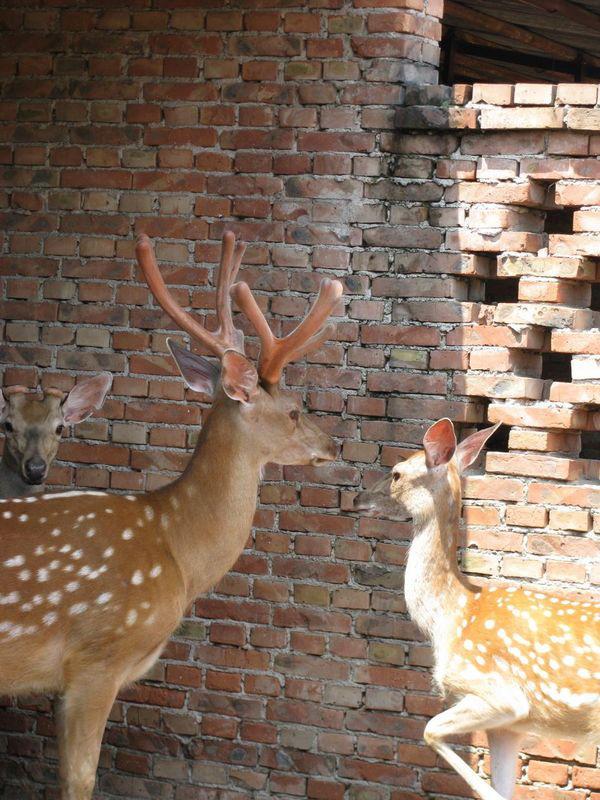 鹿心血作用鹿心血價(jià)格報(bào)價(jià)鹿心血用法