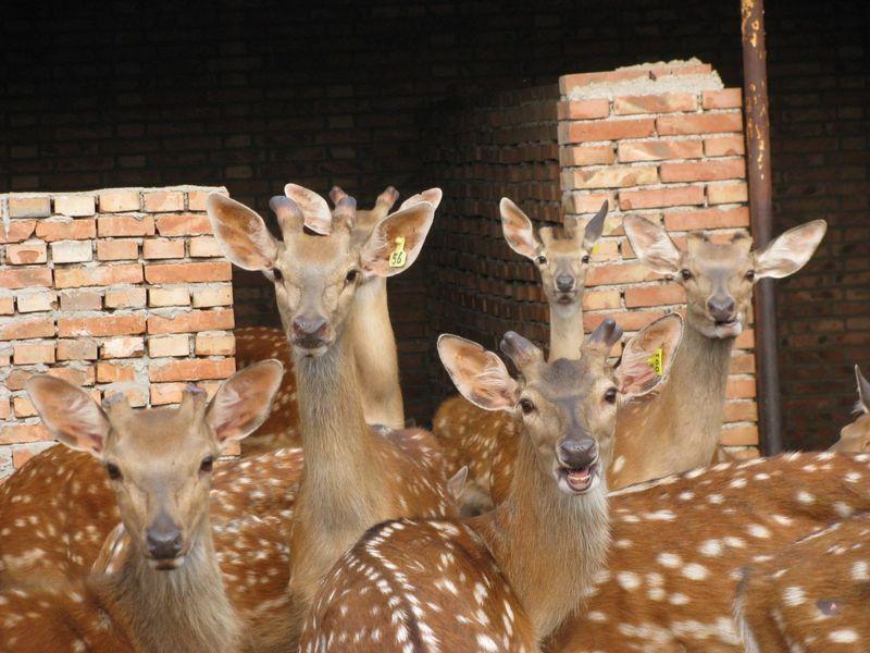 鹿肉吃孕婦吃鹿肉鹵鹿肉鹿肉市場
