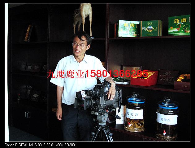 供應梅花鹿鹿場