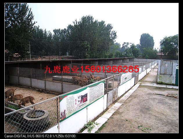 供應(yīng)鹿*的吃法鹿*的作用北京九鹿鹿業(yè)出售*