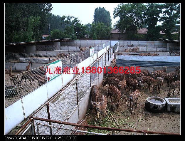 梅花鹿養(yǎng)殖/梅花鹿養(yǎng)殖技術(shù)圖片