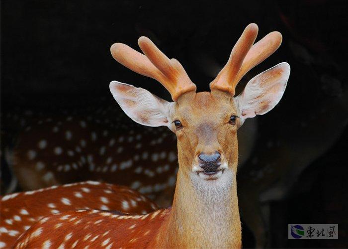 鹿茸的價(jià)格鹿茸的功效鹿茸片的功效與吃法