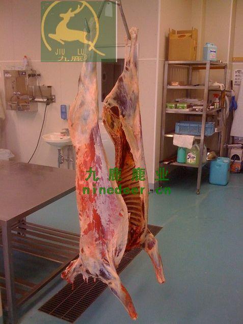 供應(yīng)出售鹿通體