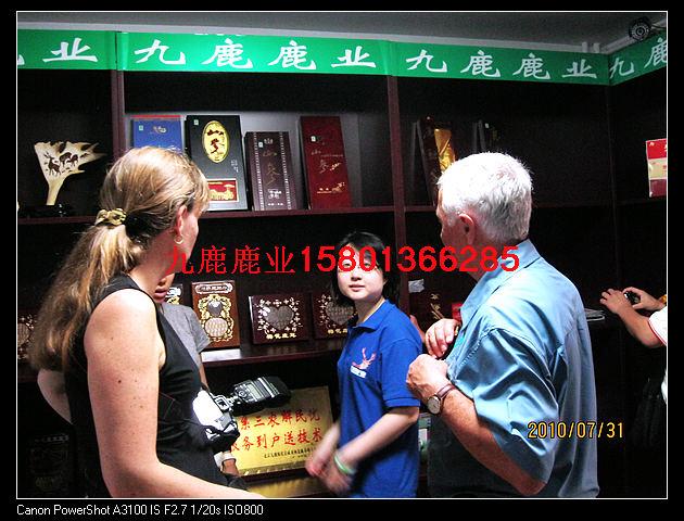 供應北京九鹿鹿業(yè)大鹿*的吃法鹿*的吃法