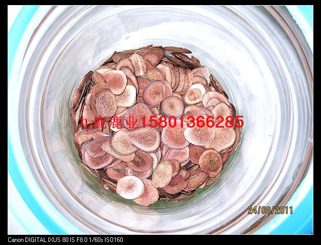 九鹿鹿鞭片圖片/九鹿鹿鞭片樣板圖 (3)