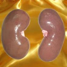 供應(yīng) 鹿鞭片蟲草鹿鞭*鹿鞭多少錢