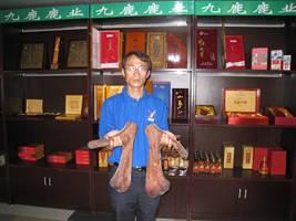 供應(yīng)鹿產(chǎn)品加工鹿產(chǎn)品代理