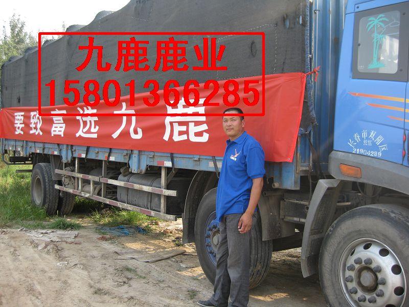 供應(yīng)梅花鹿鹿產(chǎn)品怎么樣