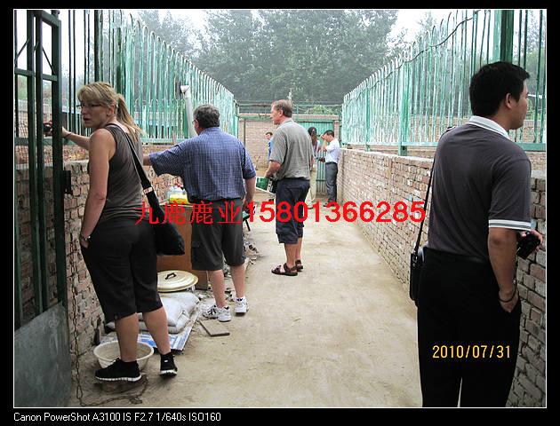 梅花鹿養(yǎng)殖圖片/梅花鹿養(yǎng)殖樣板圖 (3)