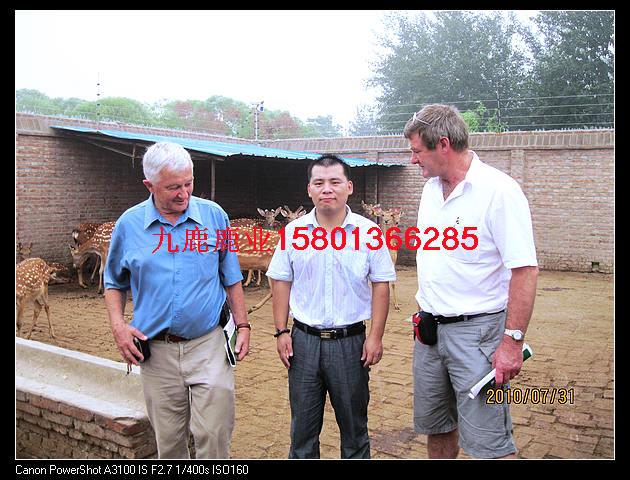 供應(yīng)梅花鹿鹿產(chǎn)品種類，梅花鹿鹿肉，梅花鹿腎，梅花鹿鞭，梅花鹿鹿筋