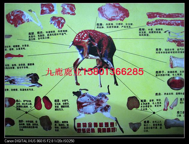 金钱鹿肉鹿肉礼盒鹿肉炖汤滋补养生