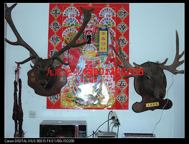 梅花鹿養(yǎng)殖技術(shù)圖片/梅花鹿養(yǎng)殖技術(shù)樣板圖 (3)